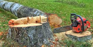 Best Storm Damage Tree Cleanup  in Airport, CA