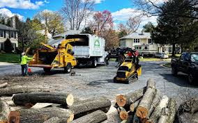 How Our Tree Care Process Works  in  Airport, CA
