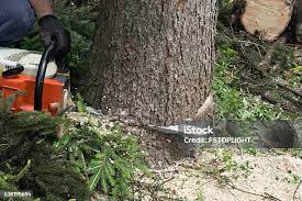 Best Tree Maintenance Programs  in Airport, CA