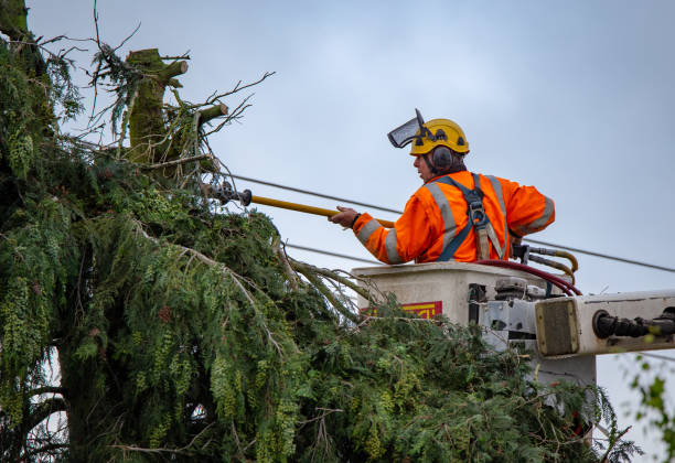 Best Hedge Trimming  in Airport, CA