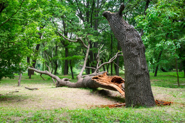 Professional Tree Care in Airport, CA