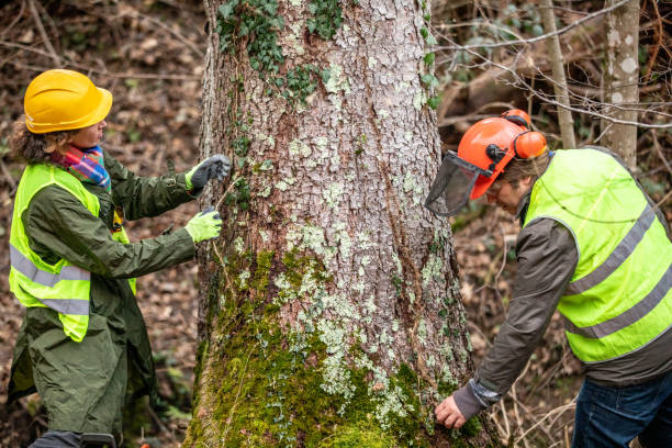Best Tree and Shrub Care  in Airport, CA