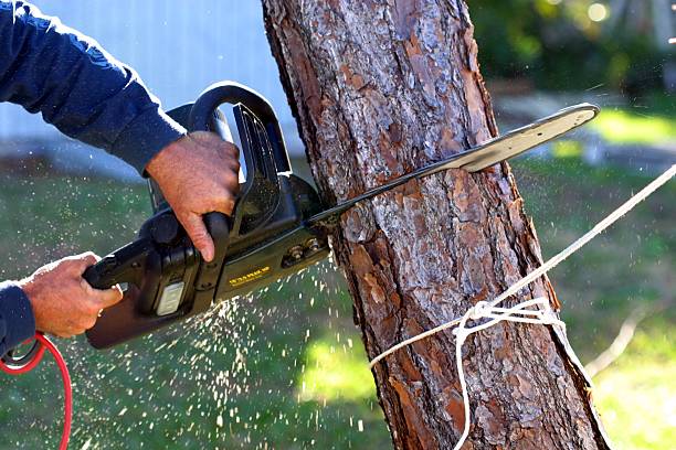 Best Weed Control  in Airport, CA