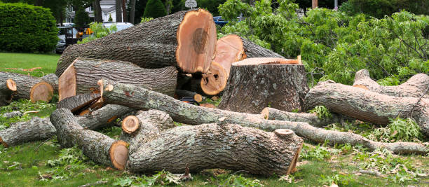 Best Hazardous Tree Removal  in Airport, CA