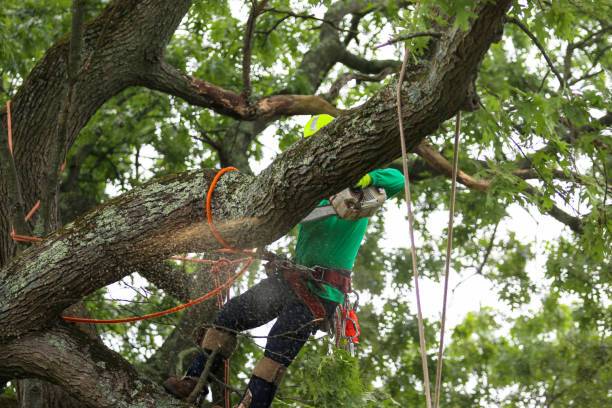 Best Commercial Tree Services  in Airport, CA