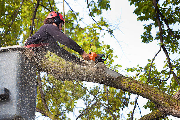 Best Tree Disease Treatment  in Airport, CA