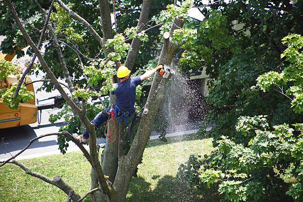 Best Tree Risk Assessment  in Airport, CA