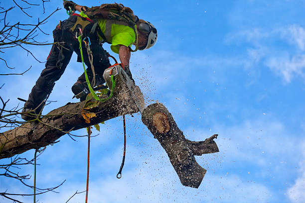 Best Fruit Tree Pruning  in Airport, CA