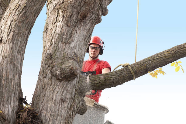 Best Tree Health Inspection  in Airport, CA
